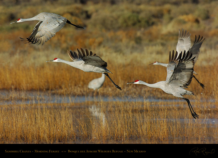 SandhillCranes_MorningFlight_1819