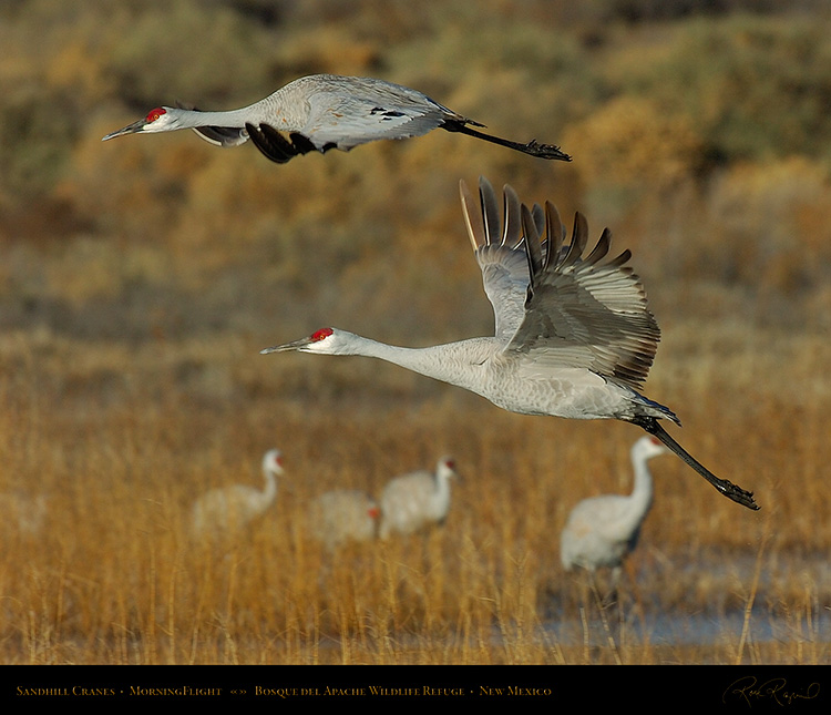 SandhillCranes_MorningFlight_1821M