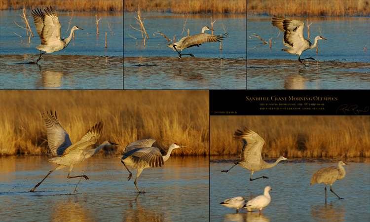 Sandhill_Morning_Olympics_s