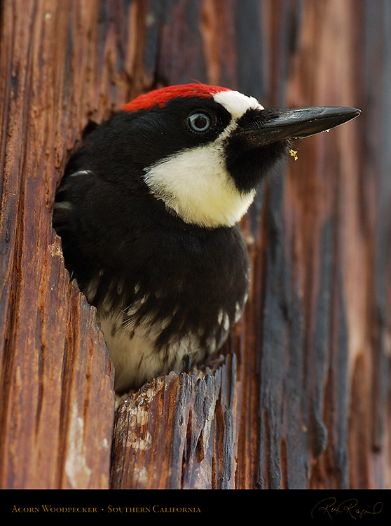 AcornWoodpecker_6435c