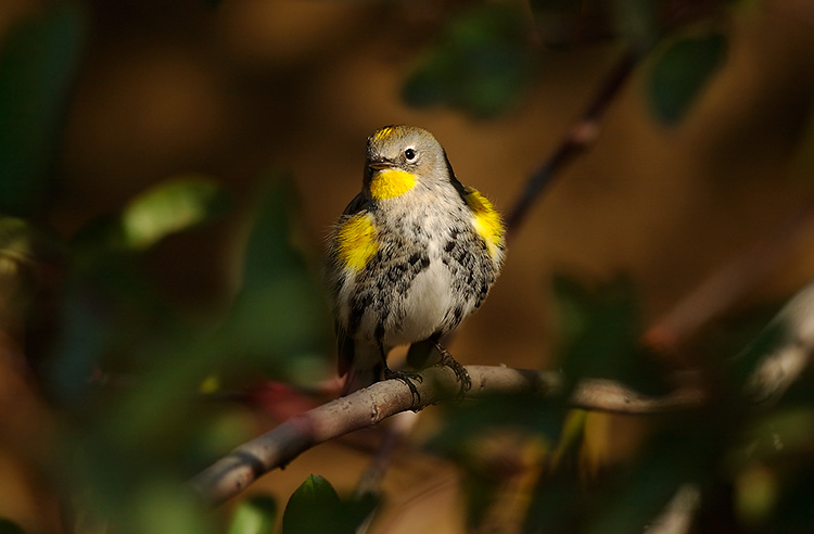 AudubonsWarbler_8045