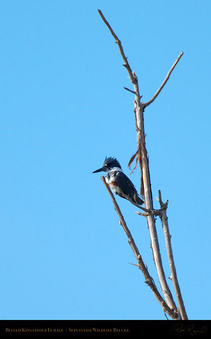 Belted_Kingfisher_Female_X5329M
