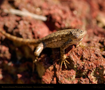 Bluebelly_Lizard_1907M