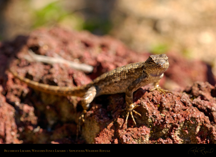 Bluebelly_Lizard_1910