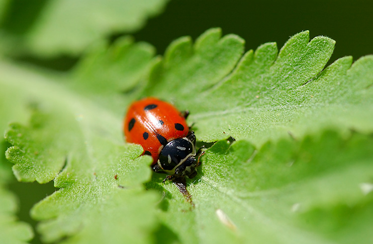 Ladybug_1517
