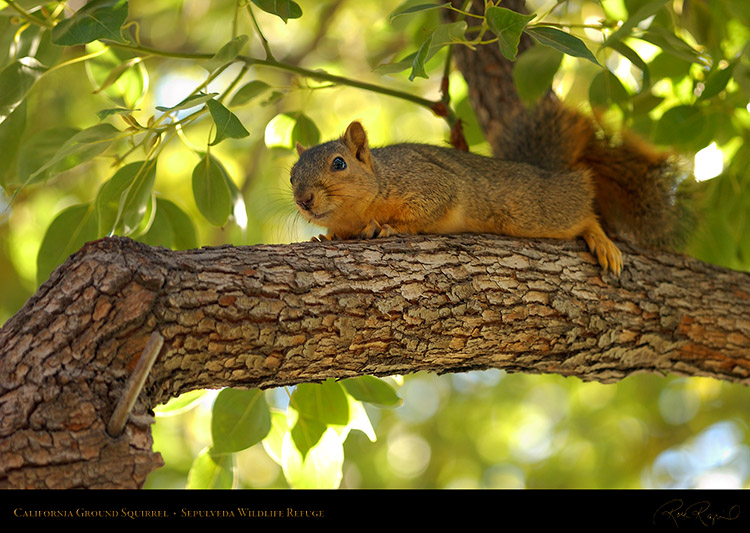 NappingSquirrel_6277