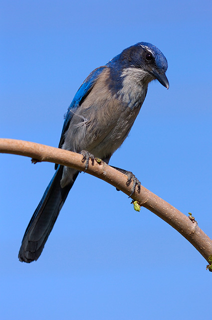 ScrubJay_HS0552