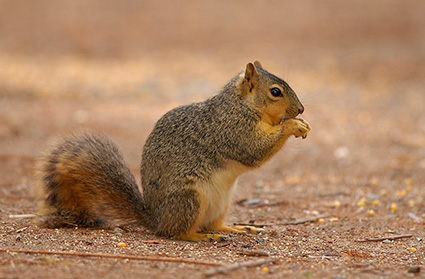 Squirrel_0787