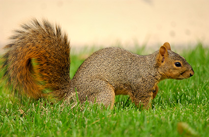 Squirrel_0844