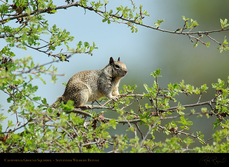 Squirrel_X4171