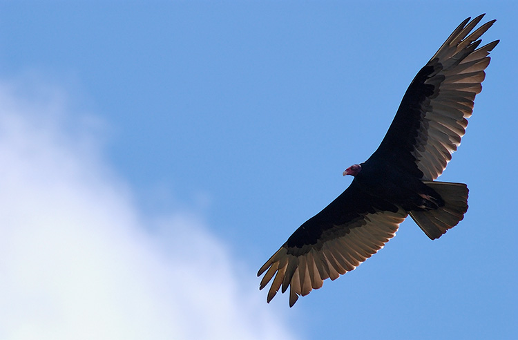 TurkeyVulture_1859