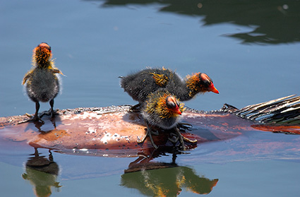 CootBabies_4381