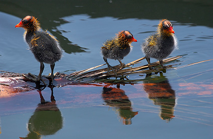 CootBabies_4450