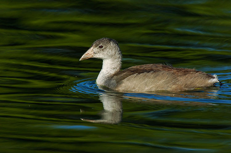 Coot_Juvenile_6656