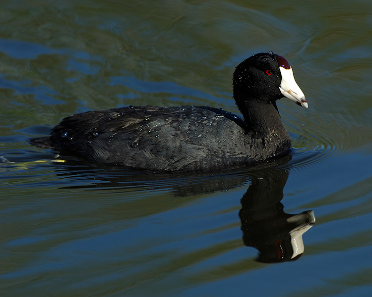 Coot_X0501M