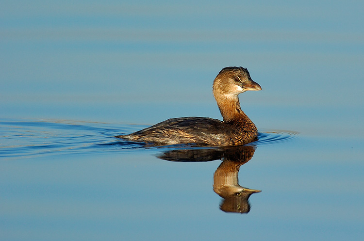 Pied-Billed_Grebe_0968