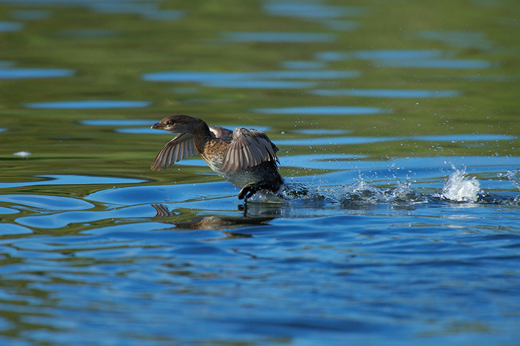 Pied-Billed_Grebe_Display_X5359