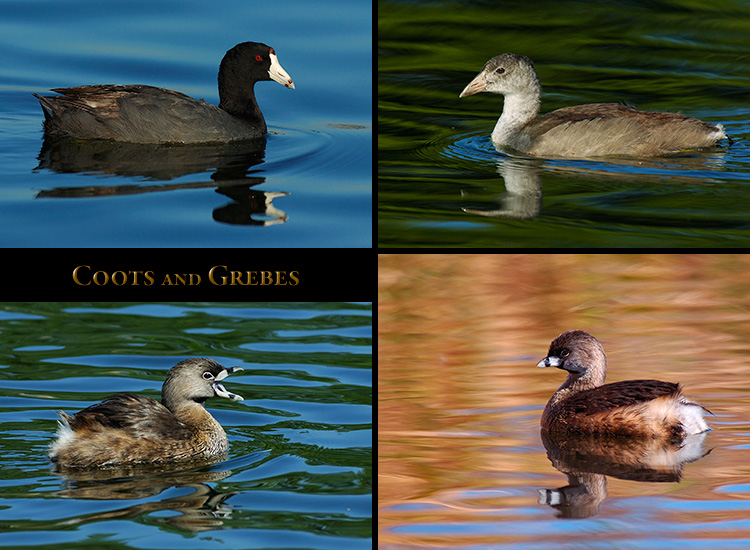 Coots_Grebes