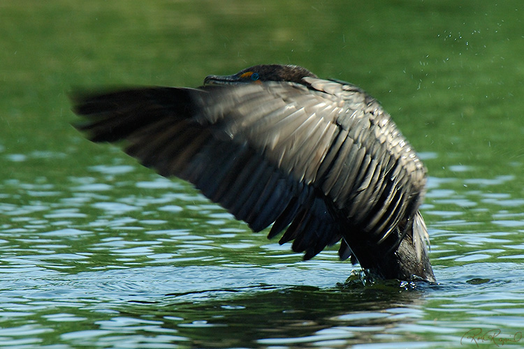 CormorantDisplay_X1140