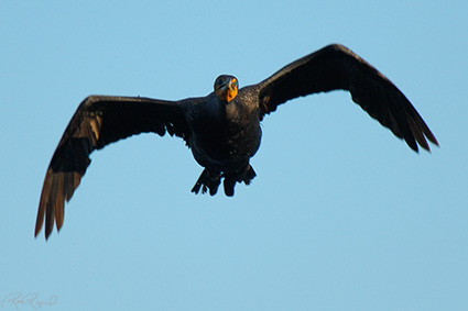 CormorantFlight_Head-on_X5571