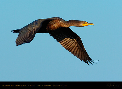 Cormorant_Flight_1010