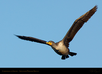 Cormorant_Flight_X5250