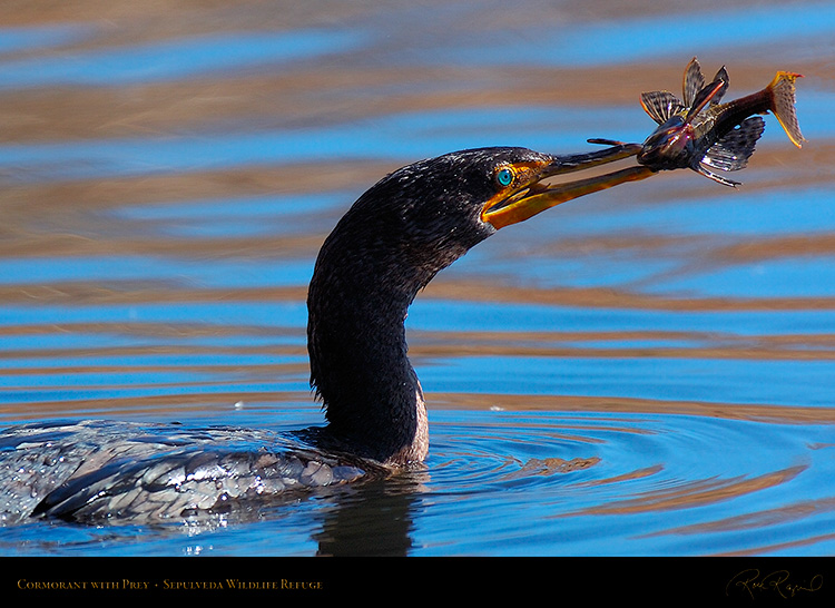 Cormorant_withPrey_HS2996c