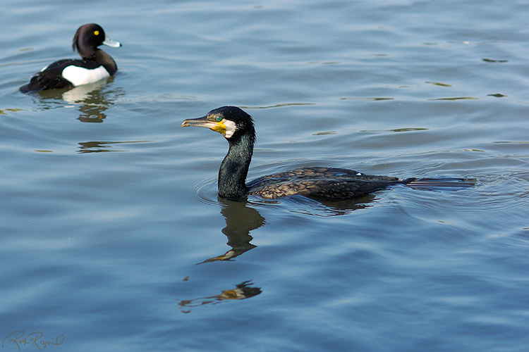 JapaneseCormorant_7905