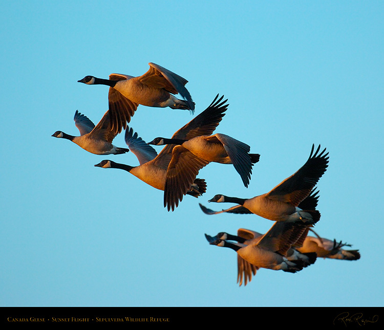 CanadaGeese_SunsetFlight_1132M