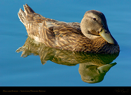 MallardFemale_6626