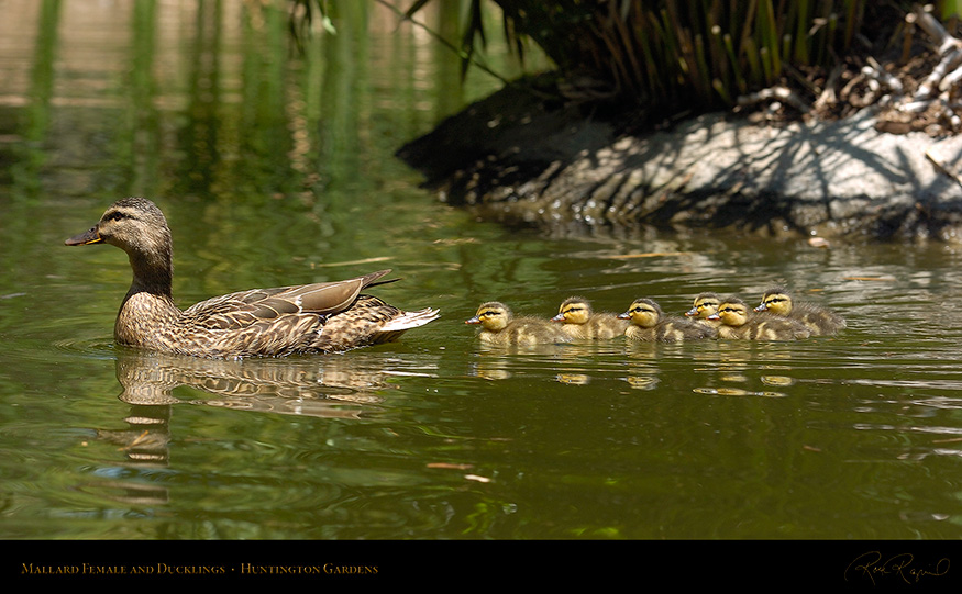 MallardFemale_andDucklings_6941_16x9