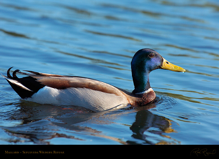 Mallard_HS0091