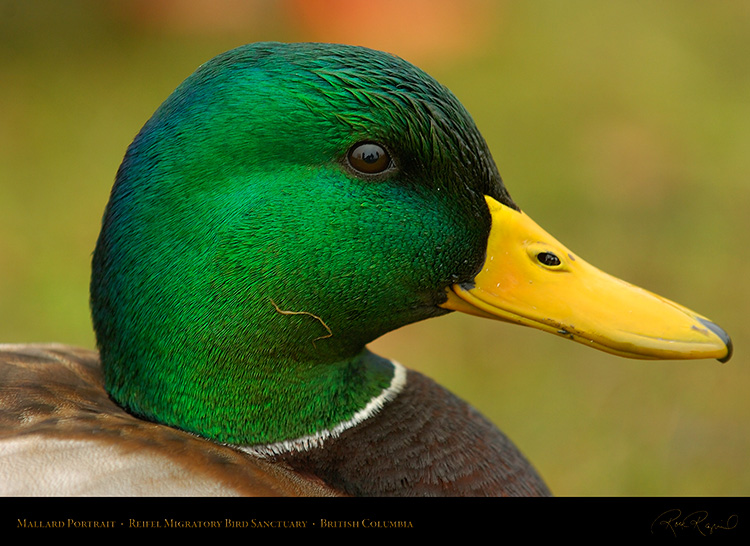 Mallard_Portrait_8756