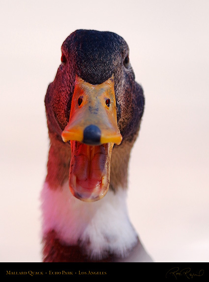 Mallard_Quack_0345