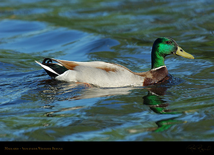 Mallard_X0978