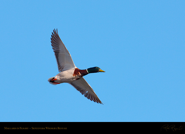 Mallard_inFlight_X0140