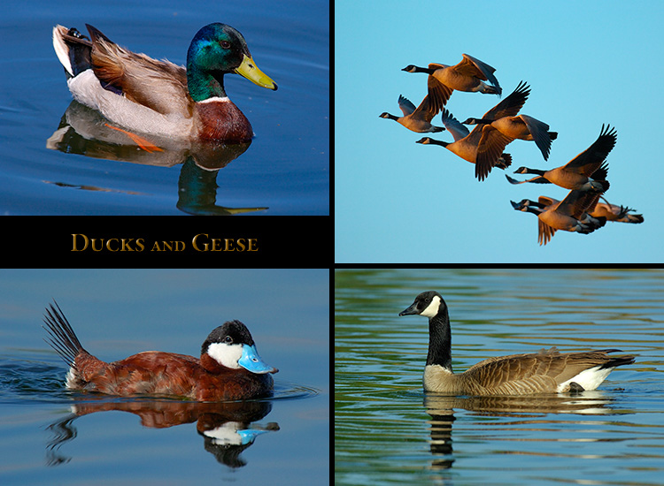Ducks_Geese