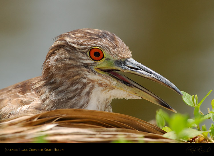 BCN_Heron_Juvenile_1109