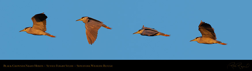 BCN_Heron_SunsetFlightStudy_XL