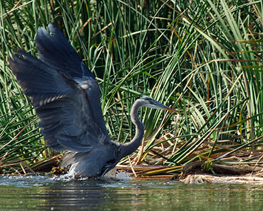 GreatBlue_Heron_X2730