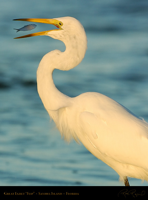 GreatEgret_Flip_0159