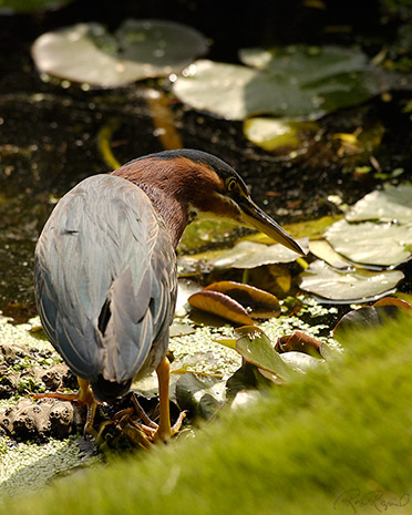 GreenHeron_0283