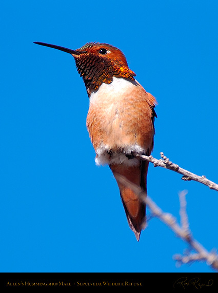 AllensHummingbird_Male_HS3293