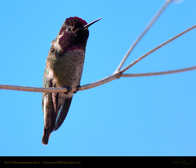 Annas_Hummingbird_Male_HS2845M