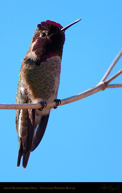 Annas_Hummingbird_Male_HS2877M