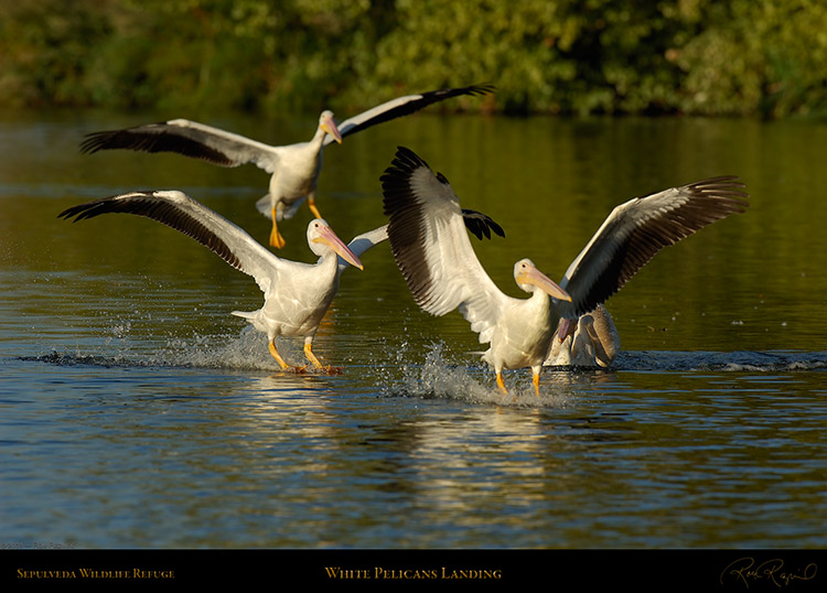 PelicanLanding_X5551