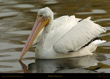 Pelican_0216