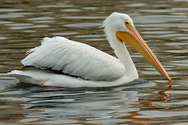 Pelican_0324