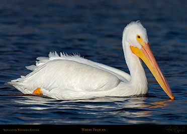 Pelican_HS6791