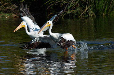 Pelicans_HerdingFish_1295